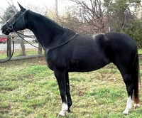 Hanoverian_4