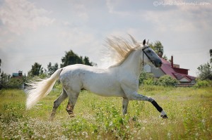 Кон орловски рисак (Orlov Trotter)