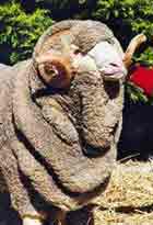 Австралийски меринос (Australian Merino)