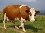 pregnant-cow-1