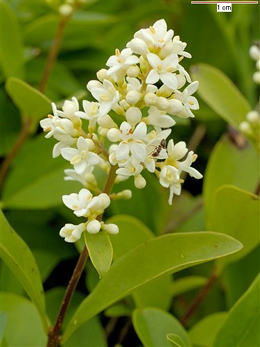 ligustrum_vulgare-1