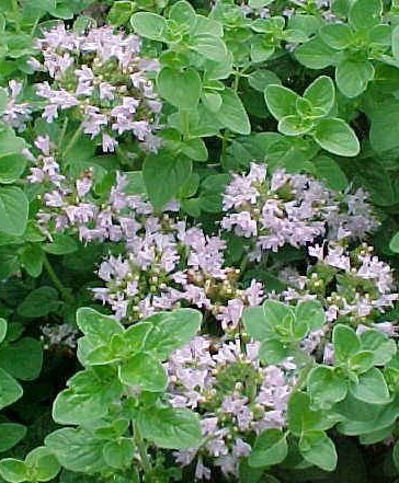 Бял риган (Origanum heracleoticum L.)