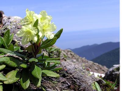 Azalea indica ( Rhododendron )