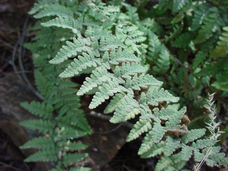 Cheilanthes eatonii