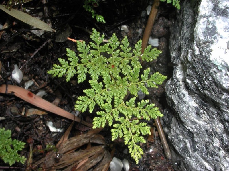 Cheilanthes californica