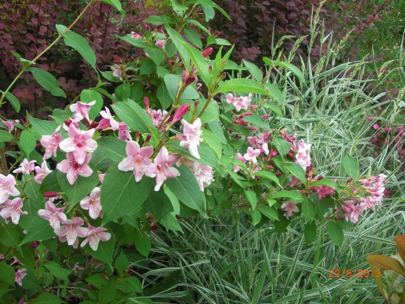 Вайгела (Weigela)