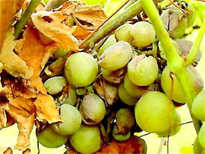 Бяло гниене - зърната приличат на сварени