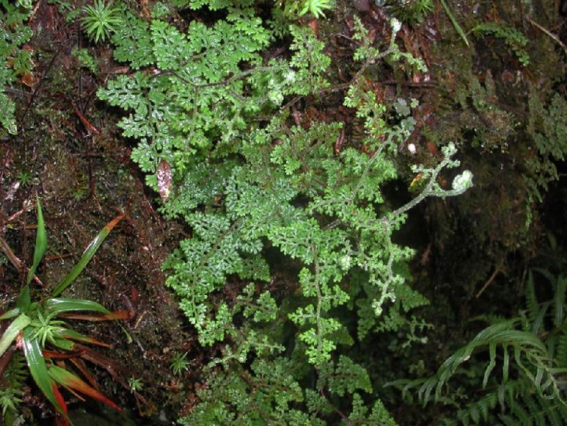 Ериосорус (Eriosorus) - Eriosorus flexuosa