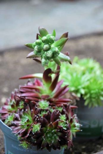 Семпервивум (Sempervivum)