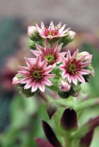 Семпервивум (Sempervivum)