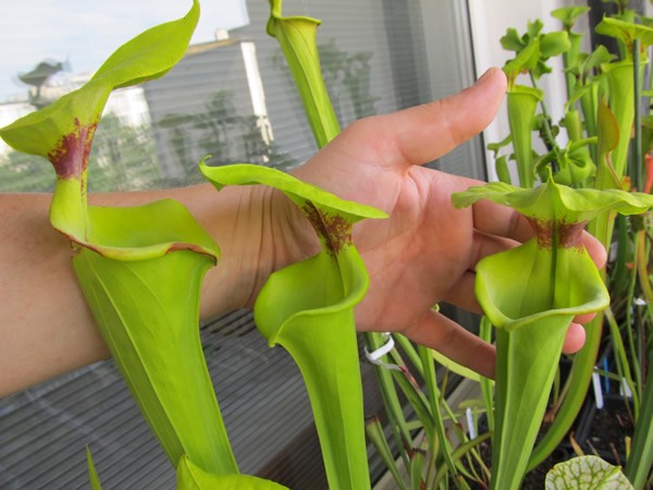 Сарацения (Sarracenia)