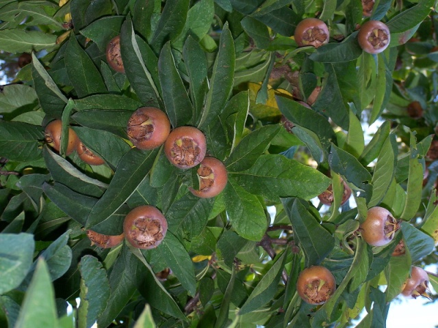 Mespilus_germanica-Mushmula-2_