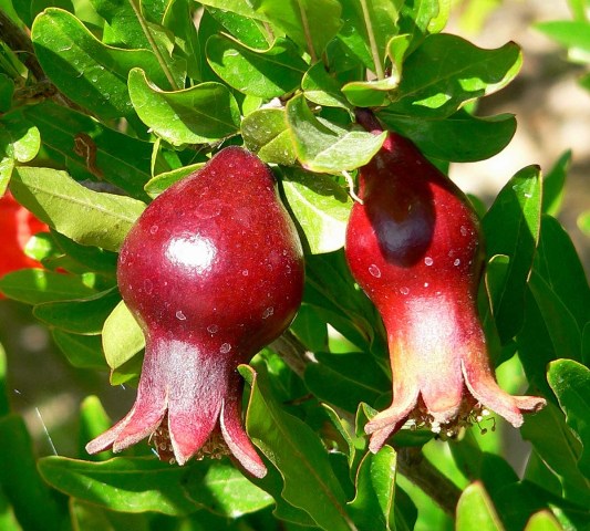 Punica_granatum_Nar_fruit