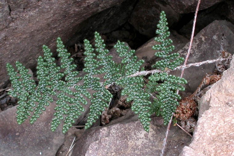 Cheilanthes covillei
