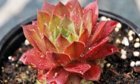 Семпервивум (Sempervivum)