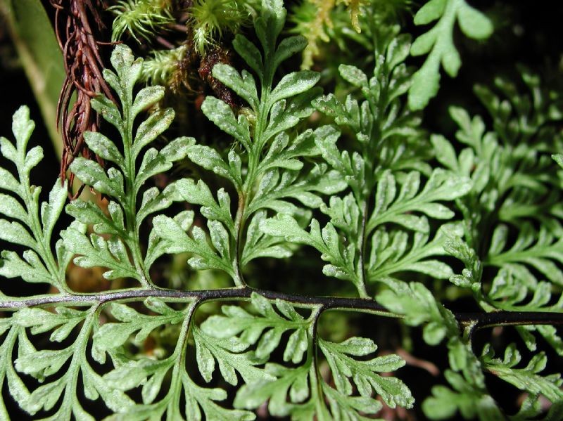 Cheilanthes angustifolia