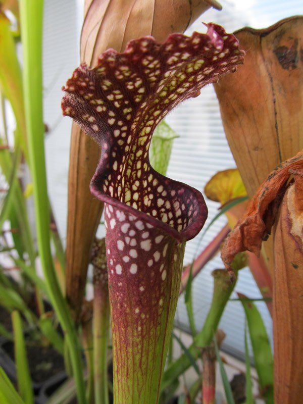 Сарацения (Sarracenia)
