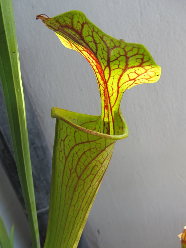 Сарацения (Sarracenia)