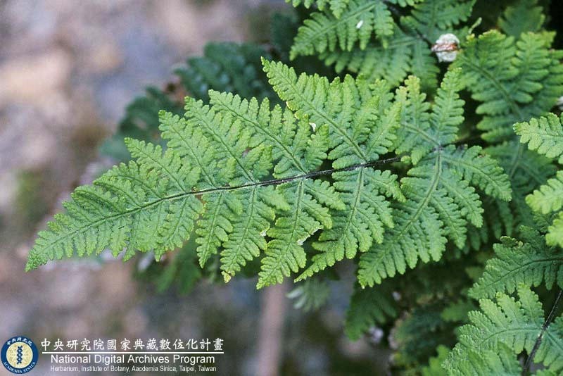 Cheilanthes farinosa