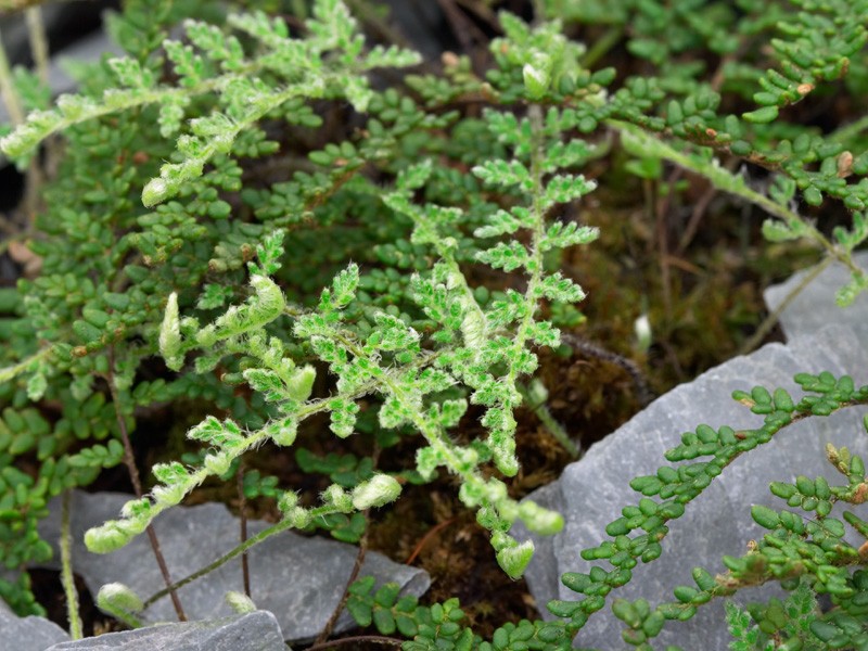 Cheilanthes gracillima