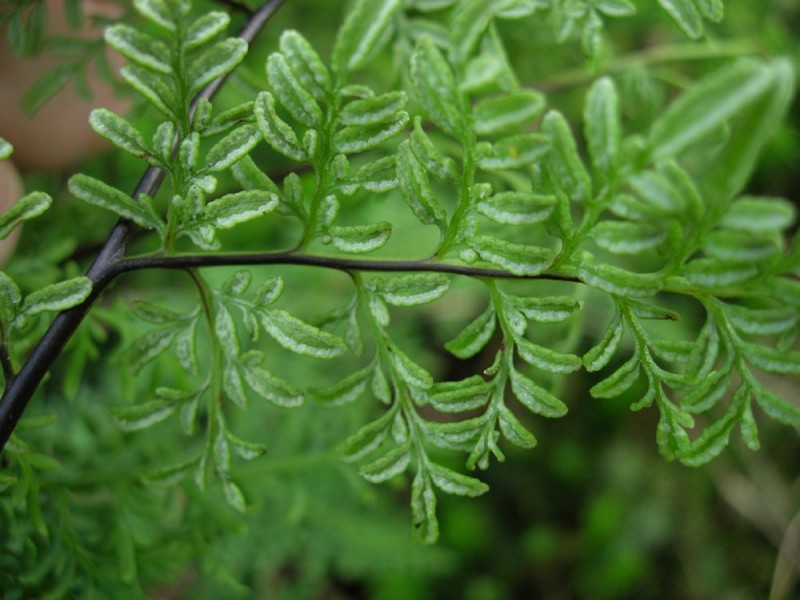 Cheilanthes marginata