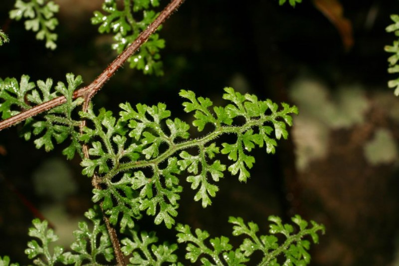 Ериосорус (Eriosorus) - Eriosorus flexuosus