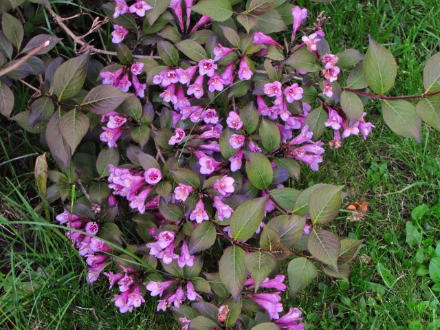 Вайгела (Weigela)