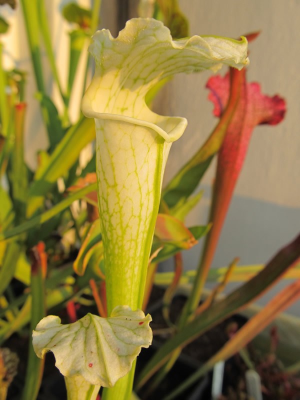 Сарацения (Sarracenia)