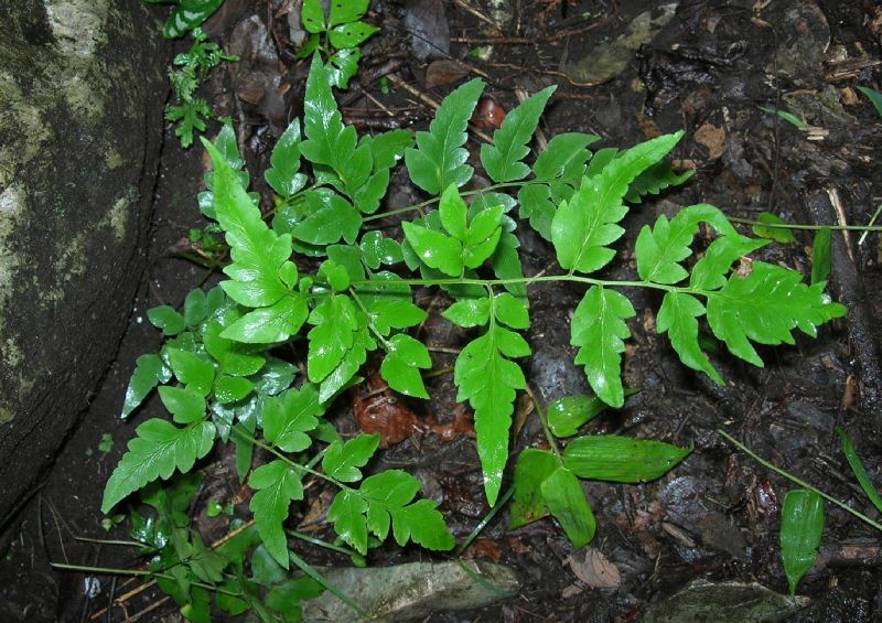 Cheilanthes skinneri
