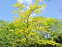 gleditsia_gledichia