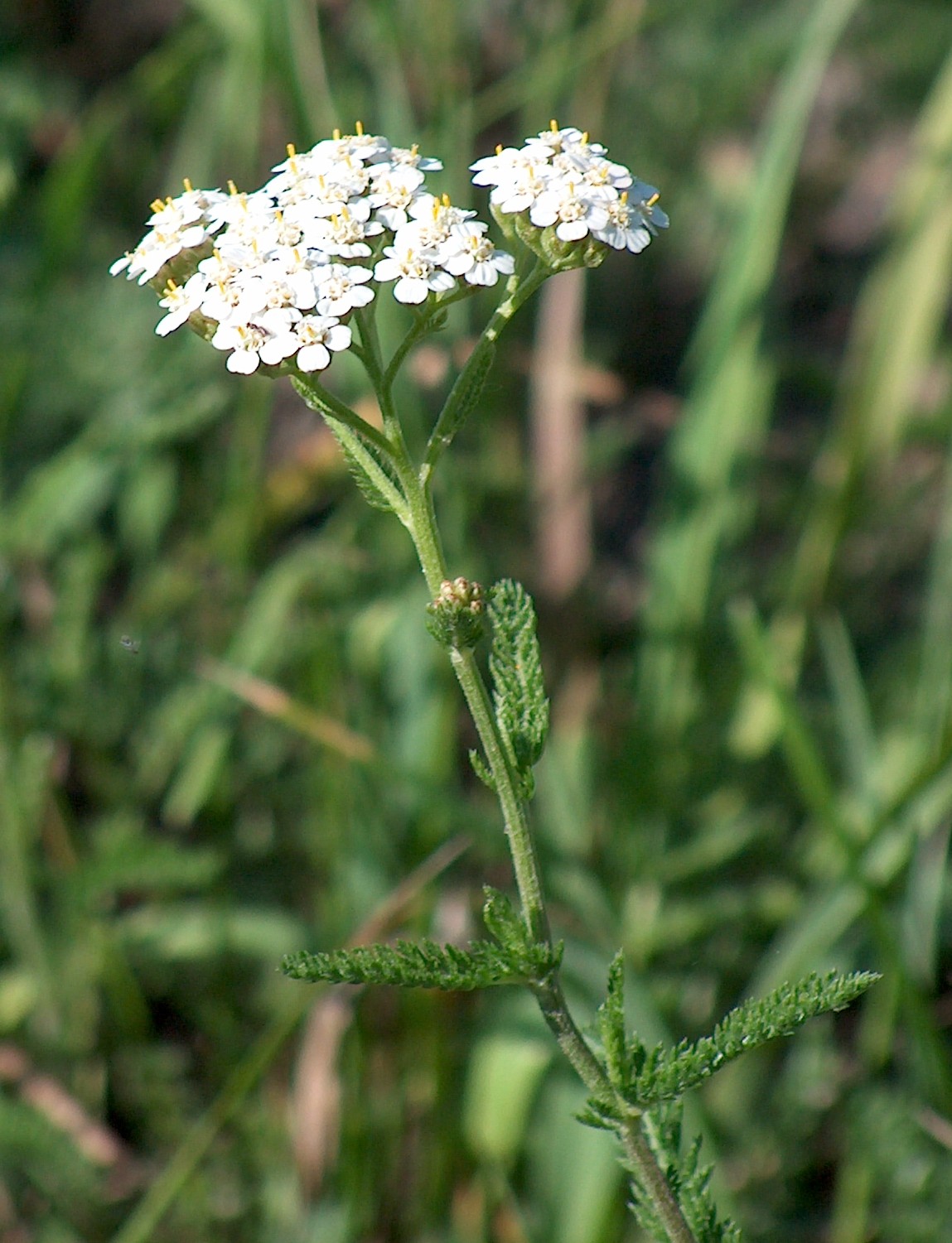 Achillea_millefolium