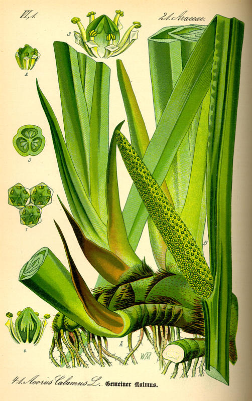 Acorus_calamus