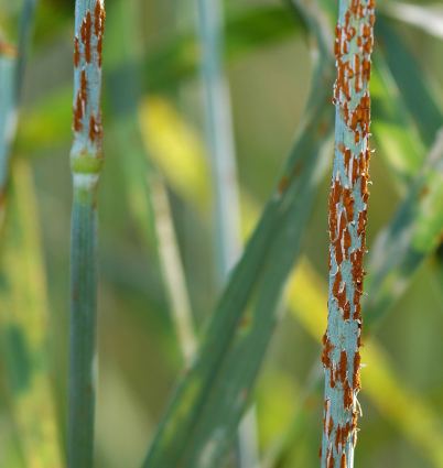 Brand_of_wheat_stem