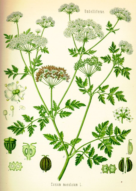Conium_maculatum