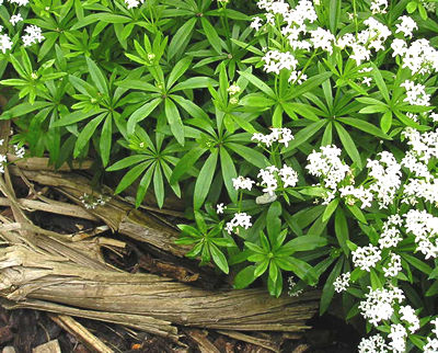 Galium_odoratum