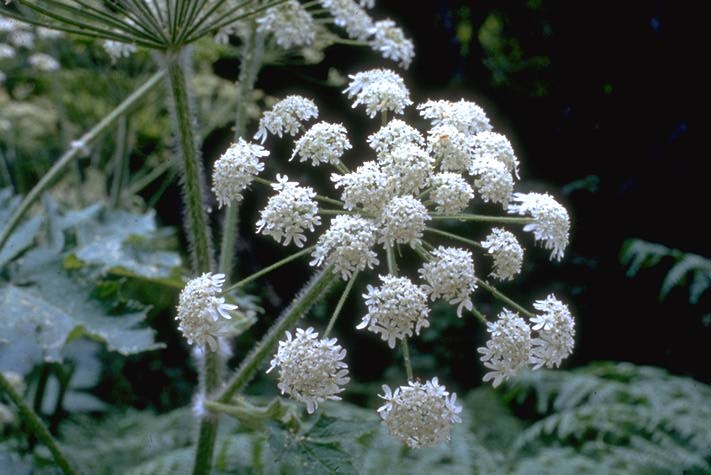 Heracleum_dissectum