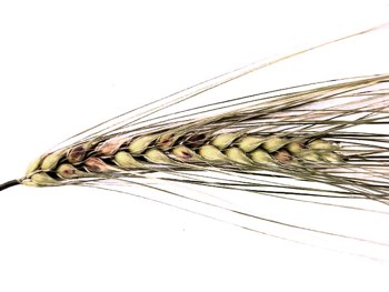 Hordei_Fusarium_barley