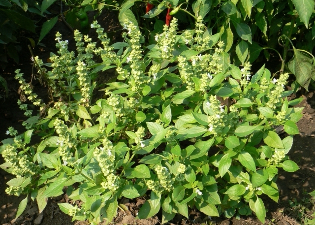 Ocimum_basilicum