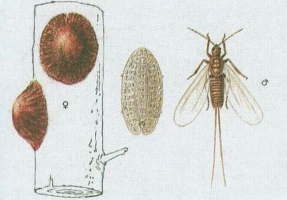 Parthenolecanium_corni