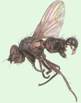 Phorbia_securis