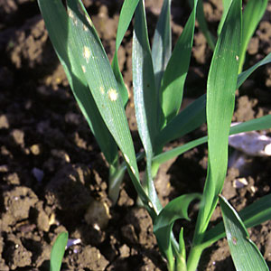 Powdery-mildew-barley