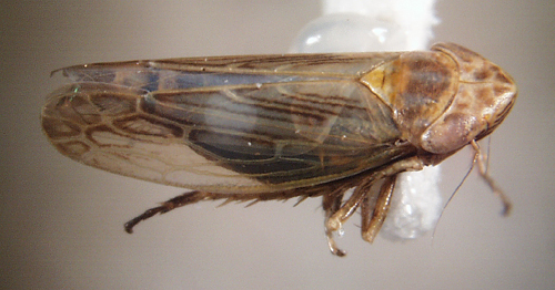 Psammotettix_provincialis