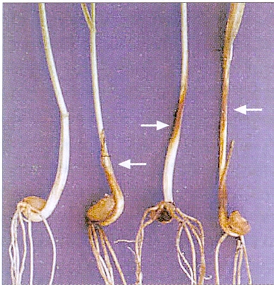 Pseudocercosporella_herpotrichoides