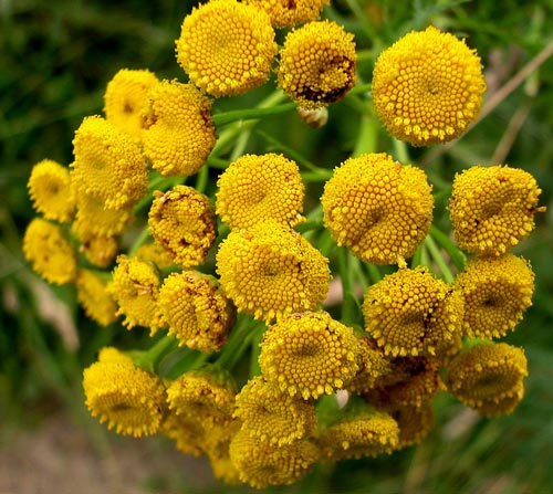 Tanacetum_vulgare
