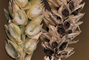 Tilletia_tritici_1