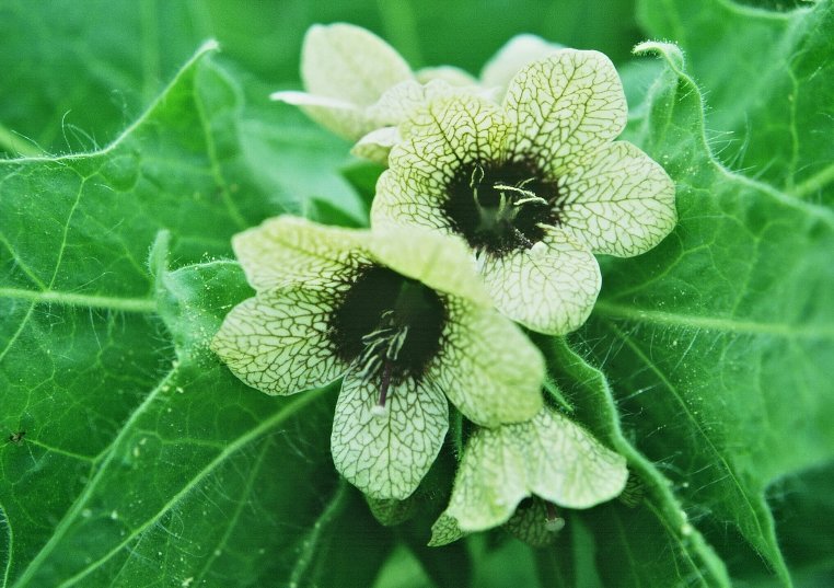 hyoscyamus_niger