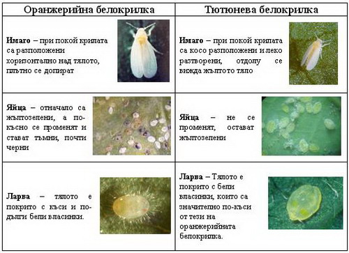 Оранжерийна белокрилка