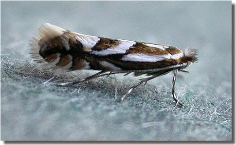 Пъстър миниращ молец - Phyllonorycter blancardella