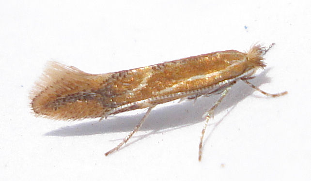 Ябълков миниращ листов молец -Phyllonorycter corylifoliella