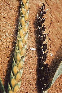 ustilago.tritici